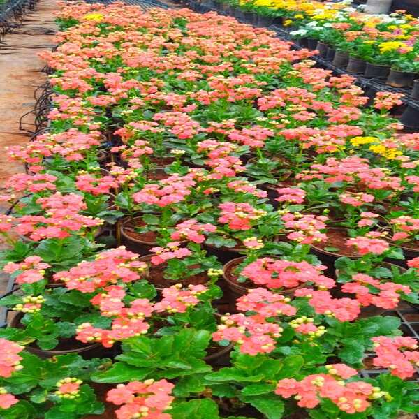 Kalanchoe Plant