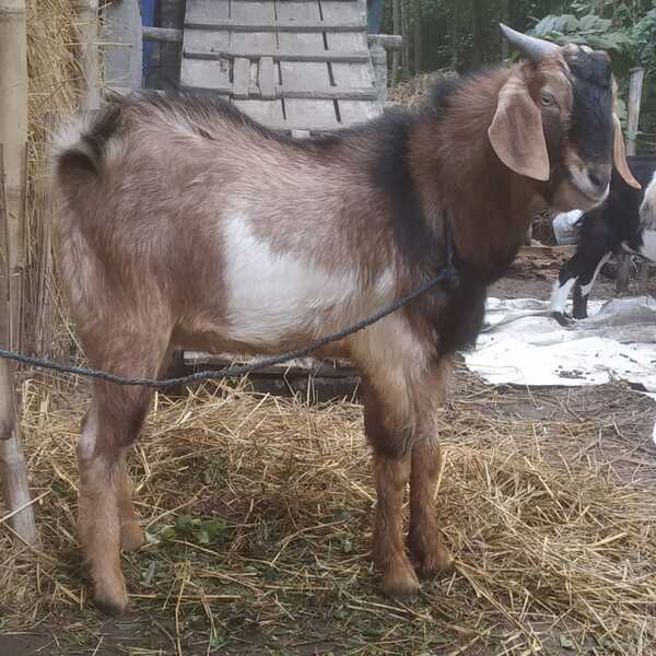 F1 Male Goat