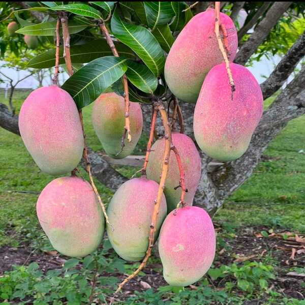 Chanmaiking Mango