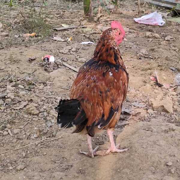 Local Chicken