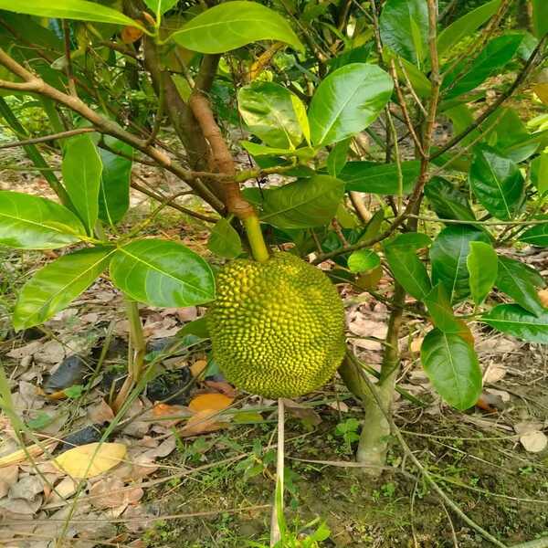 Thai Jackfruit Plant