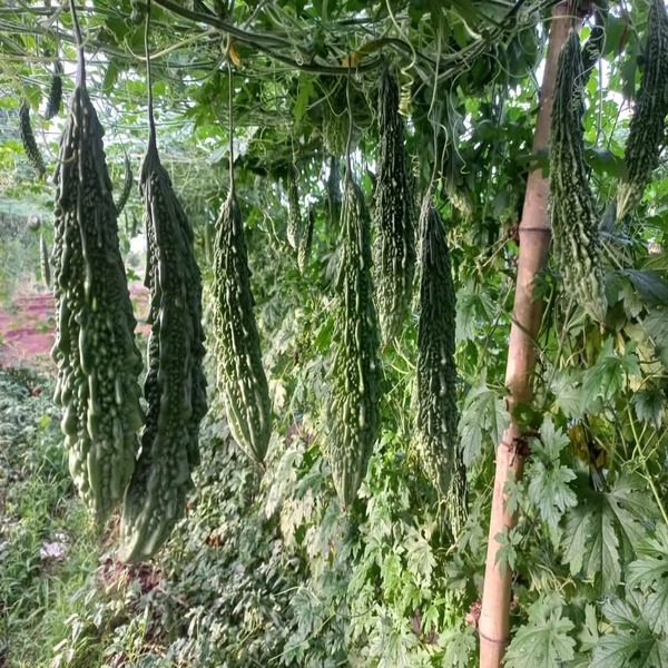 Bitter Gourd