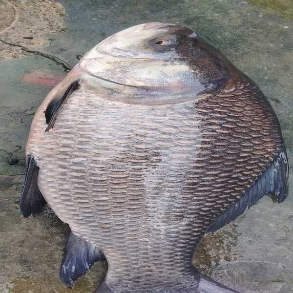 Catla Fish