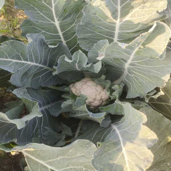 Cauliflower