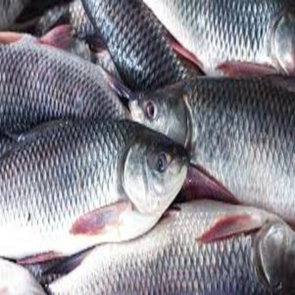 Catla Fish