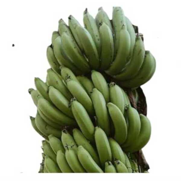 Curry Banana