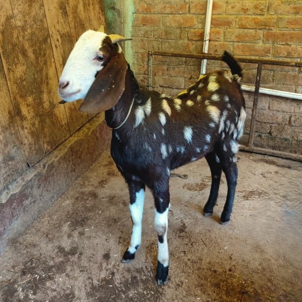 Gujri Female Goat
