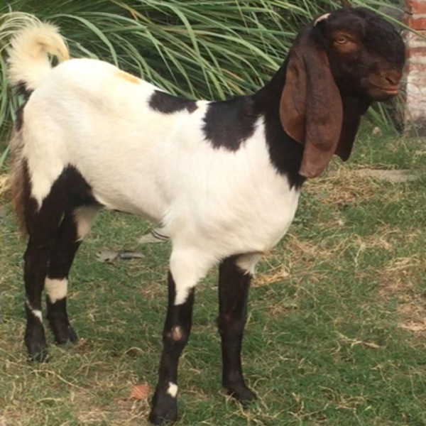 Totapuri Female Goat