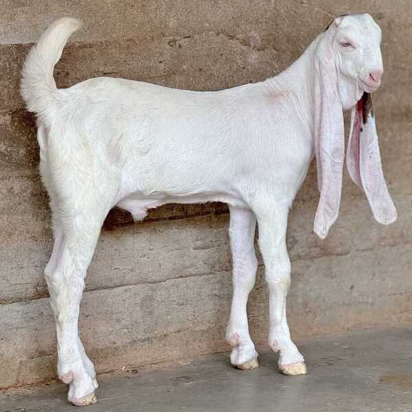 Gulabi Male Goat