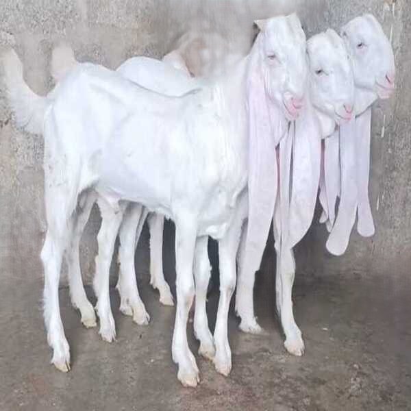 Gulabi Male Goat