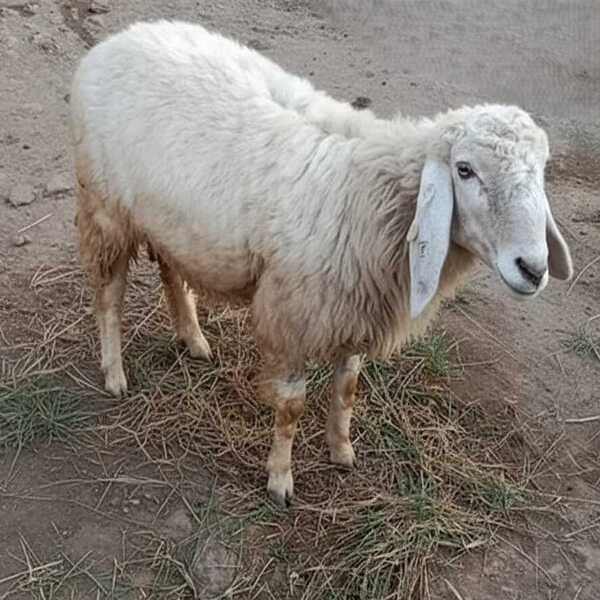 Sheep Kids (lambs)
