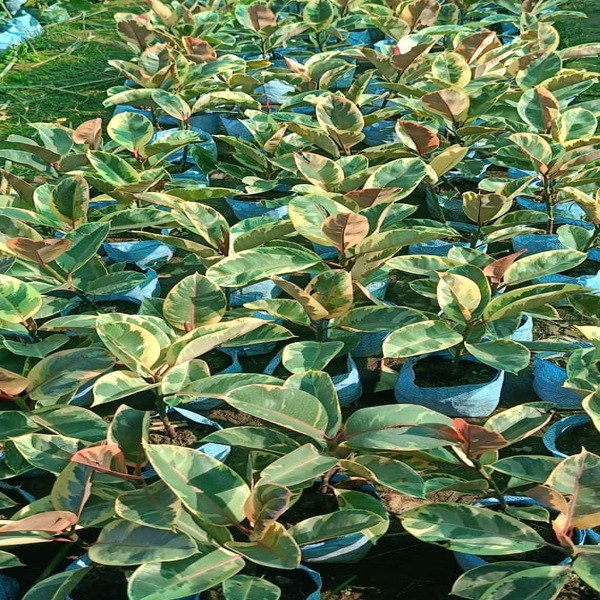 Rubber Plant Sapling