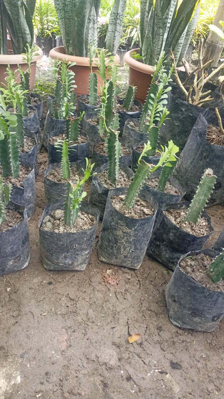 Cactus