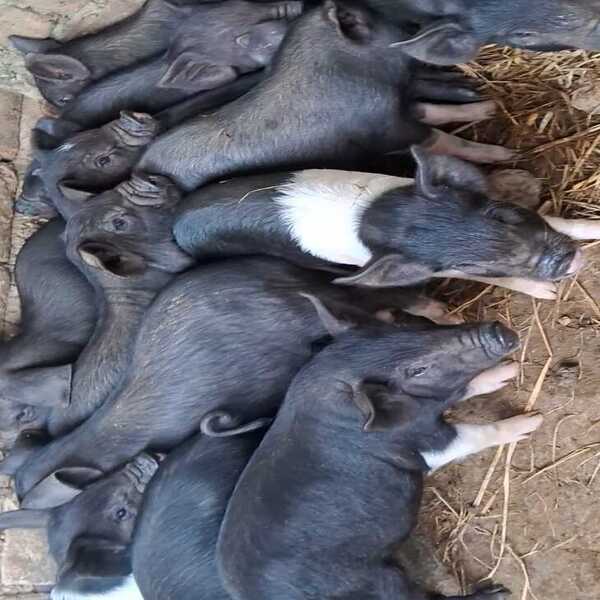 Local Piglet