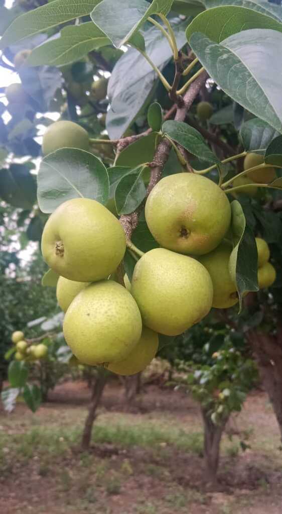 Pear