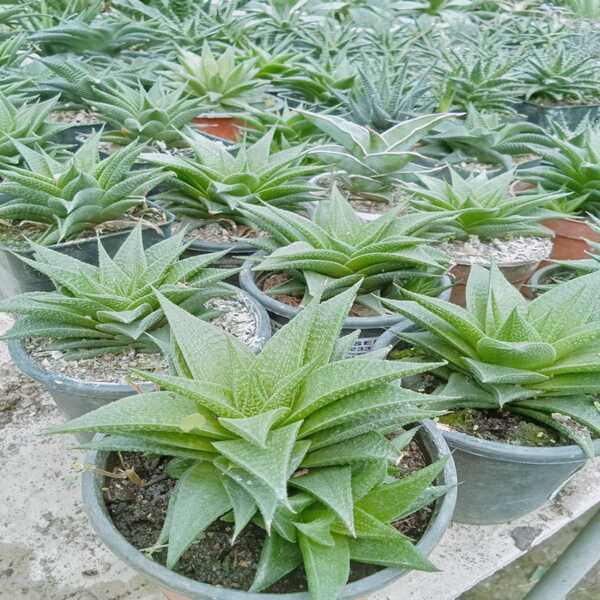 Haworthiopsis Limifolia
