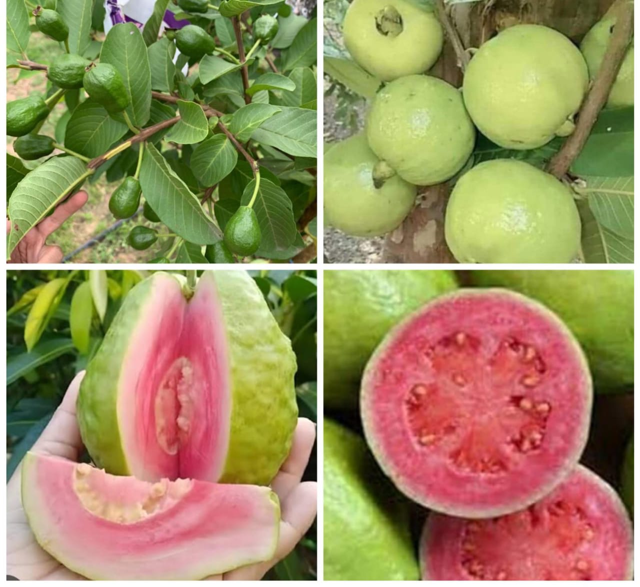 Pink Ravia Vegetable ZRAVI