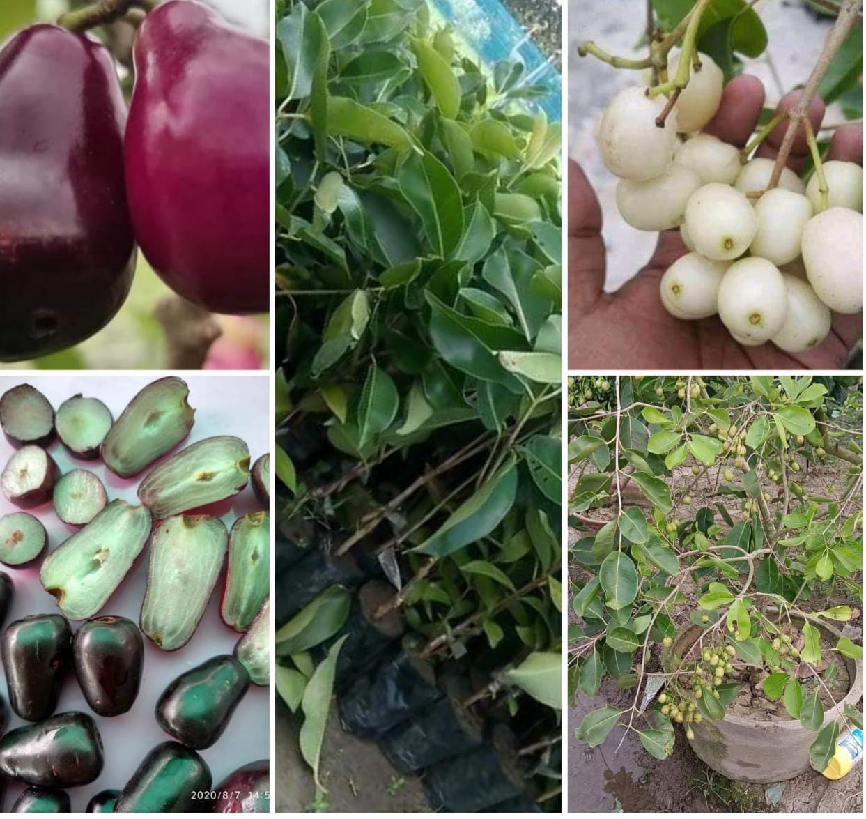 White And Black Jamun Plant