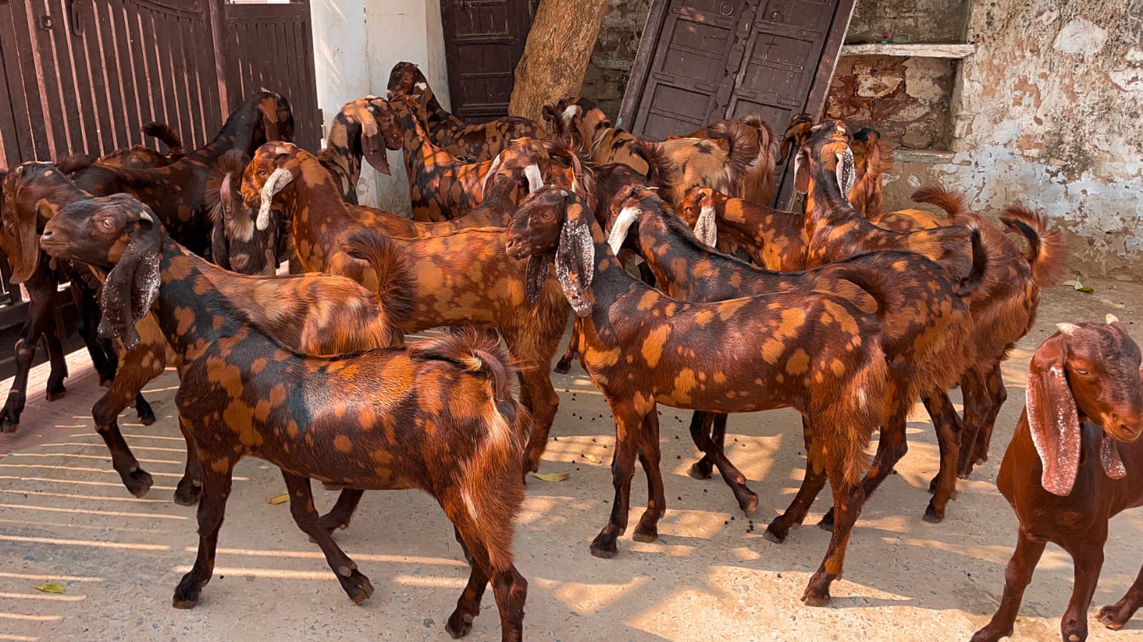 Sirohi Male Goat