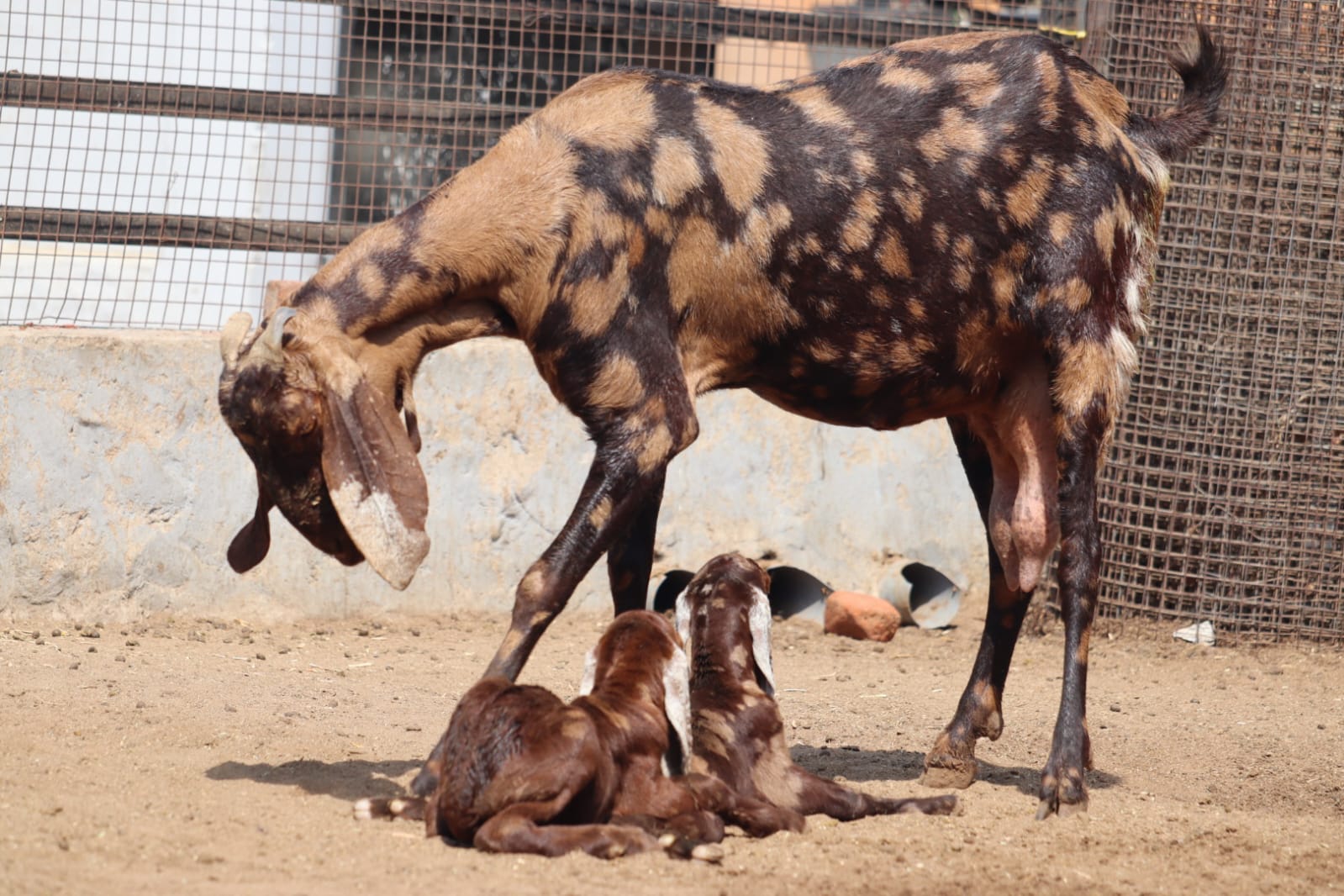 Sirohi Female Goat