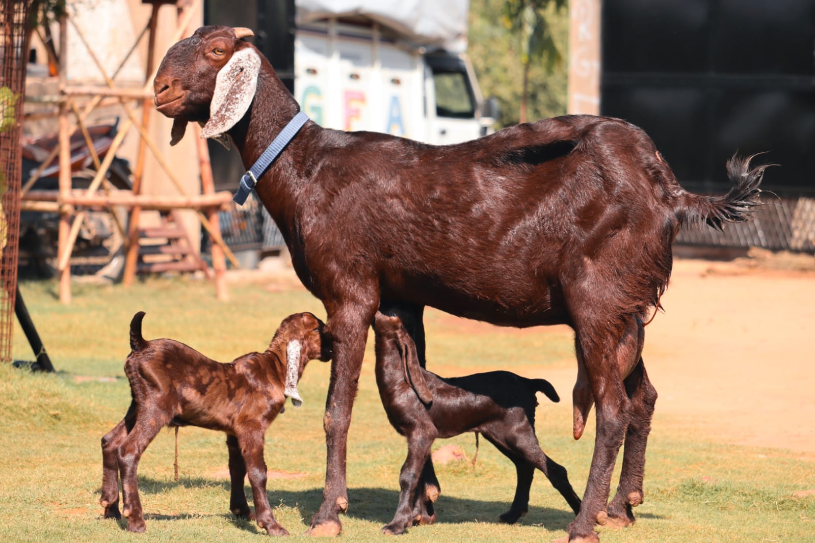 damascus goats-orderlivestock.com