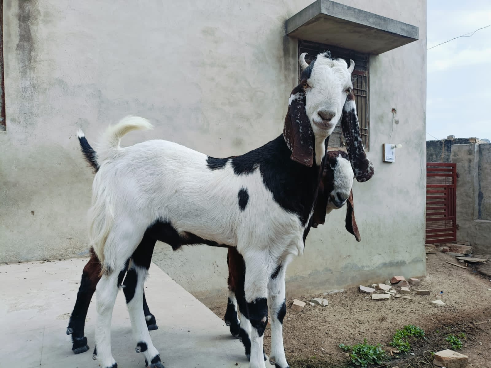 Kota Male Goat