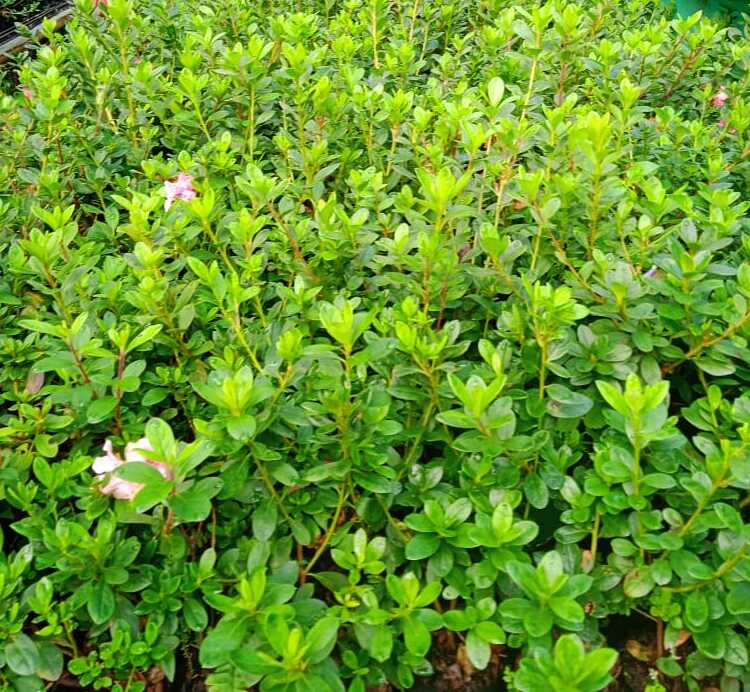 Azalea Flower Plant