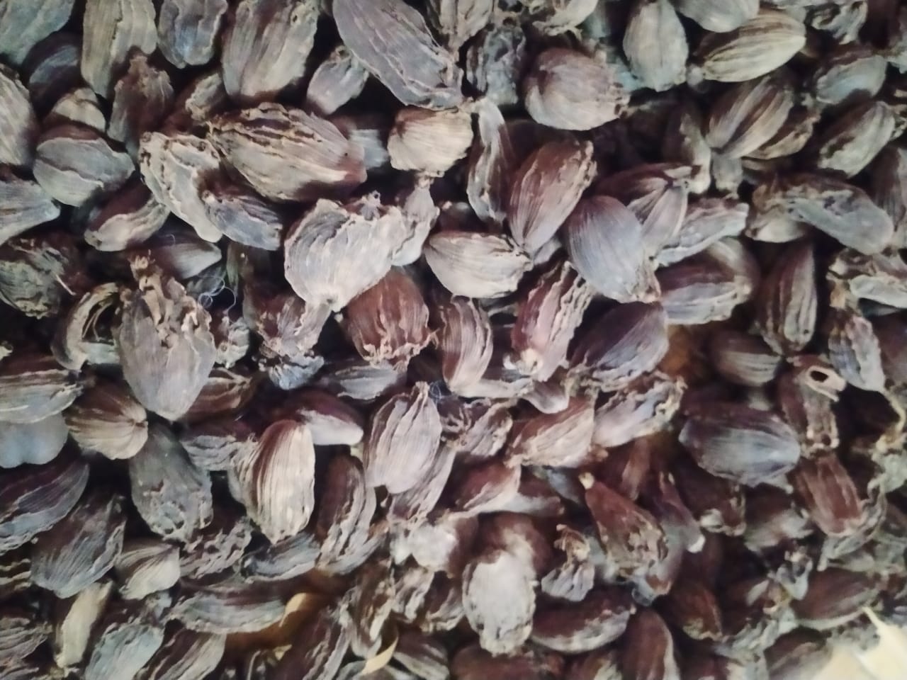 Large Cardomom