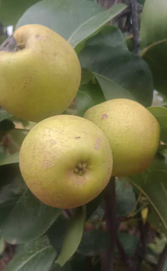 Pear