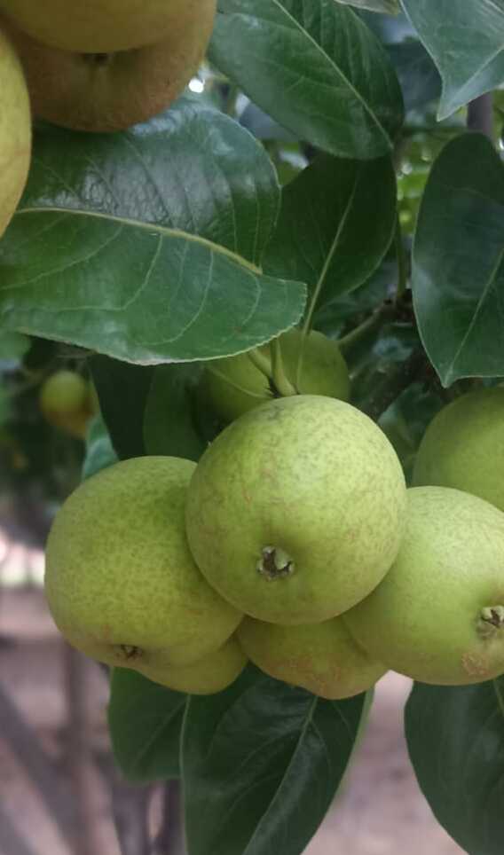 Pear