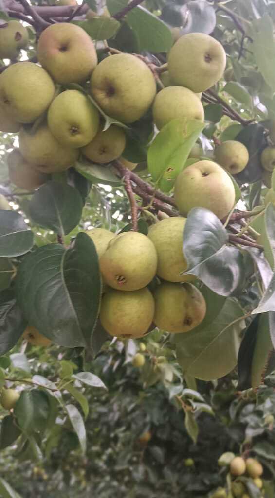 Pear