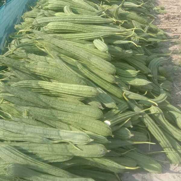 Ridge Gourd