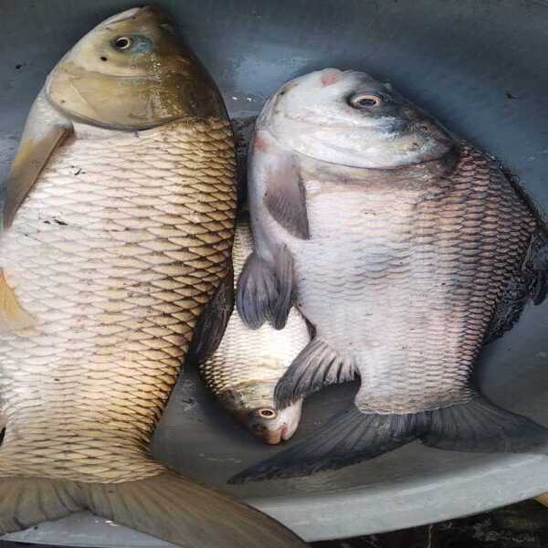 Catla Fish
