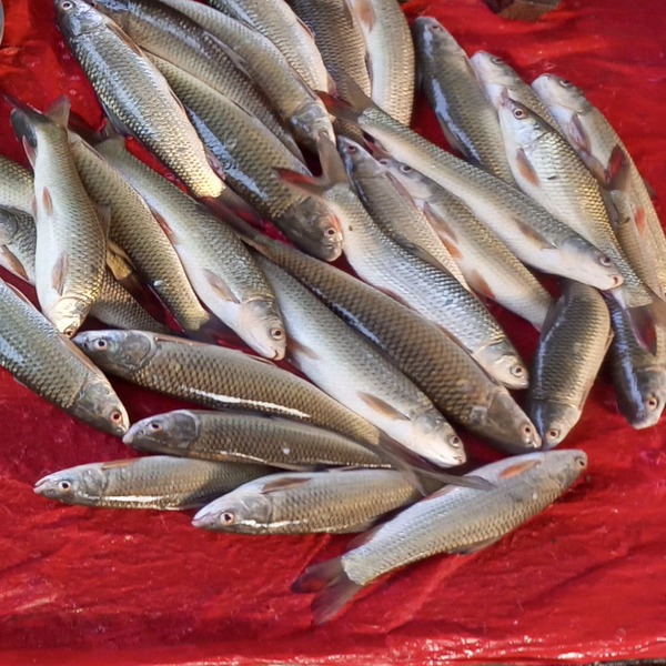 Mirka Fish