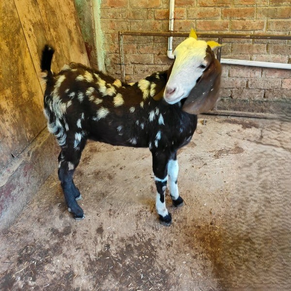 Gujri Female Goat