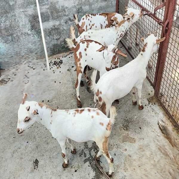 Barbari Goat (kid)