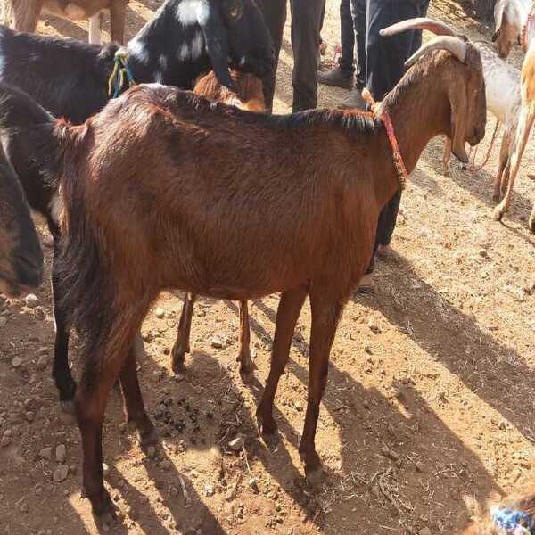 Berari Female Goat