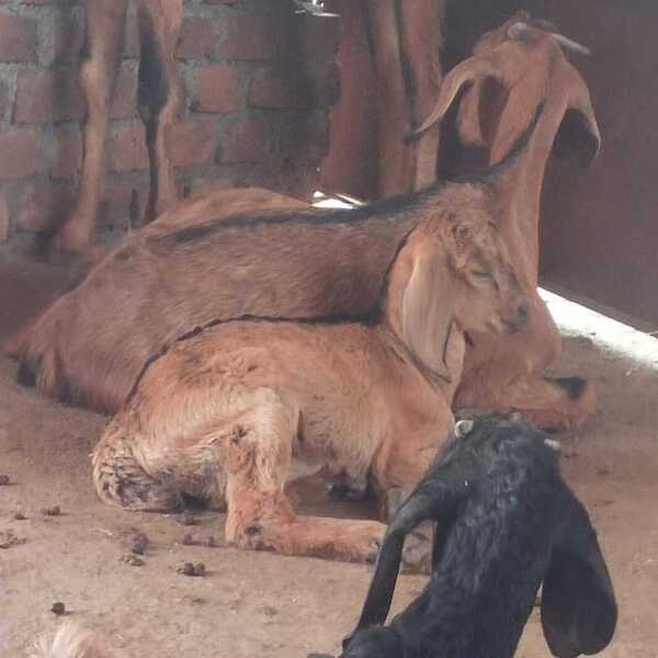 Berari Female Goat