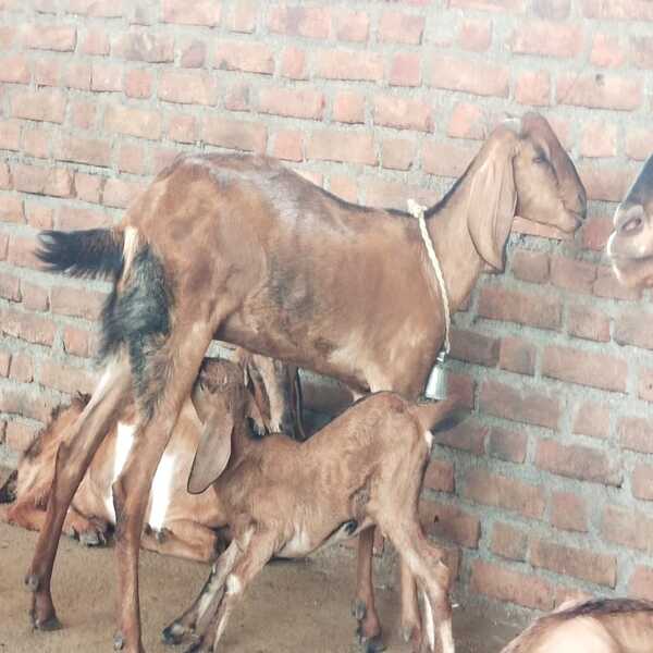 Berari Female Goat