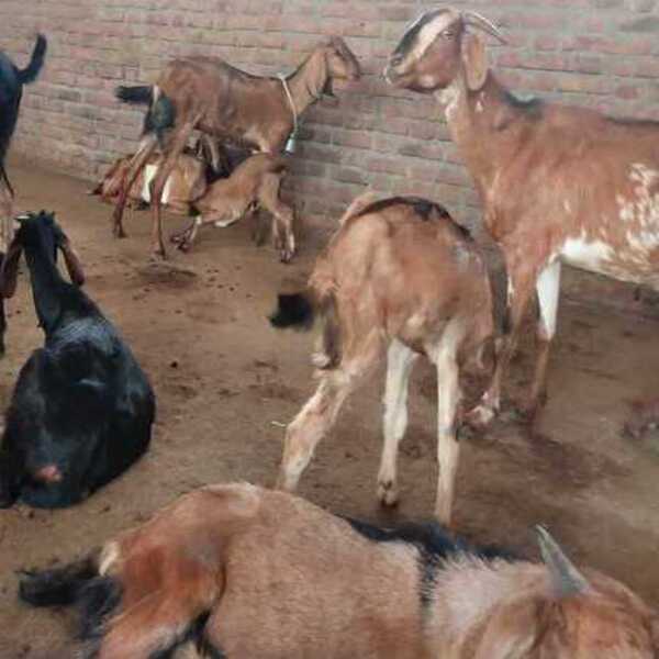 Berari Female Goat