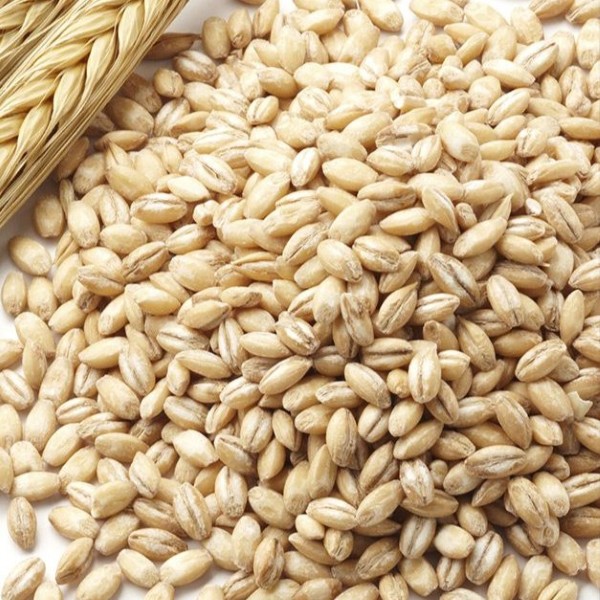 Barley
