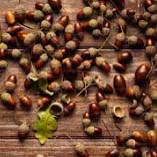 Roasted Nuts