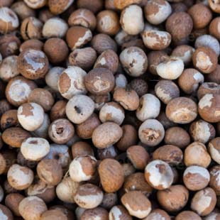 Fresh Nut